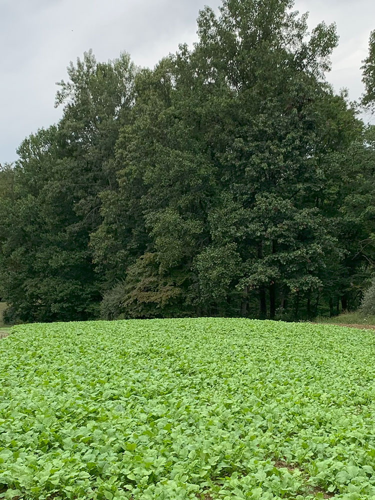 IMG_3096sm Food Plot for Deer and Turley