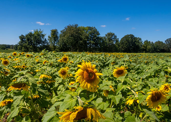 Food Plot