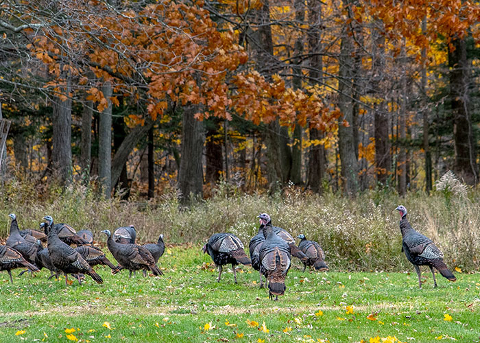wild-turkey wild-turkey